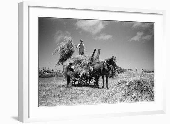 Sark, Channel Islands July 1947-Staff-Framed Photographic Print