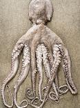 An Entire Octopus-Sarka Babicka-Stretched Canvas