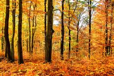 Autumn Forest Trees Landscape-SarnI-Photographic Print