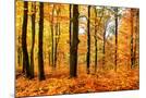 Wood Mount