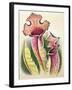 Sarracenia, 1948-Isabel Alexander-Framed Giclee Print