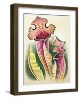 Sarracenia, 1948-Isabel Alexander-Framed Giclee Print