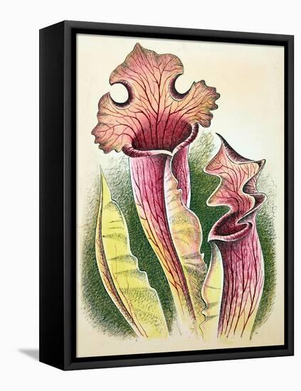 Sarracenia, 1948-Isabel Alexander-Framed Stretched Canvas