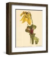 Sarracenia Flava-null-Framed Art Print