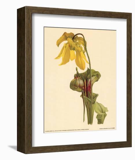 Sarracenia Flava-null-Framed Art Print