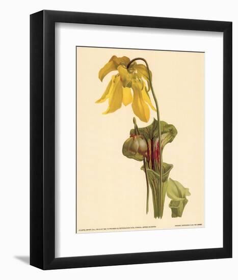 Sarracenia Flava-null-Framed Art Print