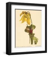 Sarracenia Flava-null-Framed Art Print