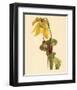 Sarracenia Flava-null-Framed Art Print