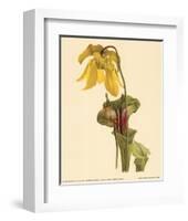 Sarracenia Flava-null-Framed Art Print