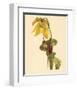 Sarracenia Flava-null-Framed Art Print