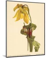 Sarracenia Flava-null-Mounted Art Print