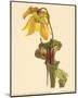 Sarracenia Flava-null-Mounted Art Print