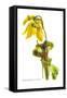 Sarracenia Flava-H.g. Moon-Framed Stretched Canvas