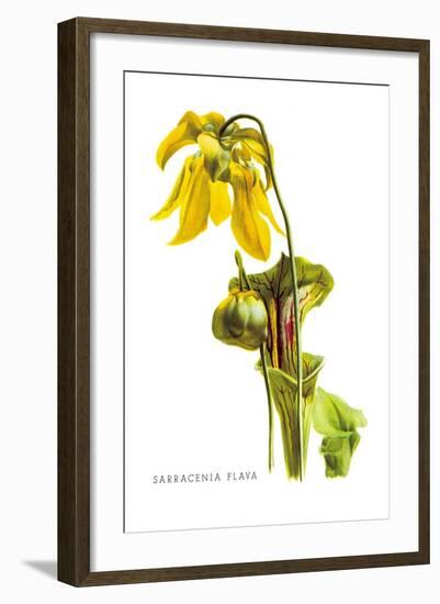 Sarracenia Flava-H.g. Moon-Framed Art Print