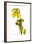 Sarracenia Flava-H.g. Moon-Framed Art Print