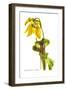 Sarracenia Flava-H.g. Moon-Framed Art Print