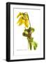 Sarracenia Flava-H.g. Moon-Framed Art Print