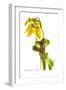 Sarracenia Flava-H.g. Moon-Framed Art Print