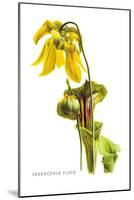 Sarracenia Flava-H.g. Moon-Mounted Art Print