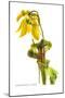 Sarracenia Flava-H.g. Moon-Mounted Art Print