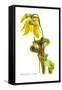 Sarracenia Flava-H.g. Moon-Framed Stretched Canvas