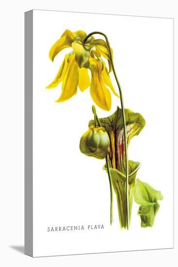 Sarracenia Flava-H.g. Moon-Stretched Canvas