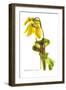 Sarracenia Flava-H.g. Moon-Framed Art Print