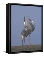 Sarus Cranes Pair Displaying, Unison Call, Keoladeo Ghana Np, Bharatpur, Rajasthan, India-Jean-pierre Zwaenepoel-Framed Stretched Canvas