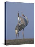 Sarus Cranes Pair Displaying, Unison Call, Keoladeo Ghana Np, Bharatpur, Rajasthan, India-Jean-pierre Zwaenepoel-Stretched Canvas