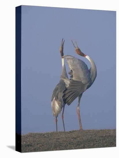 Sarus Cranes Pair Displaying, Unison Call, Keoladeo Ghana Np, Bharatpur, Rajasthan, India-Jean-pierre Zwaenepoel-Stretched Canvas