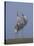 Sarus Cranes Pair Displaying, Unison Call, Keoladeo Ghana Np, Bharatpur, Rajasthan, India-Jean-pierre Zwaenepoel-Stretched Canvas