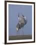 Sarus Cranes Pair Displaying, Unison Call, Keoladeo Ghana Np, Bharatpur, Rajasthan, India-Jean-pierre Zwaenepoel-Framed Premium Photographic Print