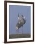 Sarus Cranes Pair Displaying, Unison Call, Keoladeo Ghana Np, Bharatpur, Rajasthan, India-Jean-pierre Zwaenepoel-Framed Photographic Print