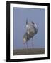 Sarus Cranes Pair Displaying, Unison Call, Keoladeo Ghana Np, Bharatpur, Rajasthan, India-Jean-pierre Zwaenepoel-Framed Photographic Print