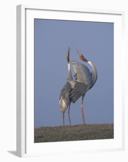 Sarus Cranes Pair Displaying, Unison Call, Keoladeo Ghana Np, Bharatpur, Rajasthan, India-Jean-pierre Zwaenepoel-Framed Photographic Print