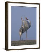 Sarus Cranes Pair Displaying, Unison Call, Keoladeo Ghana Np, Bharatpur, Rajasthan, India-Jean-pierre Zwaenepoel-Framed Photographic Print