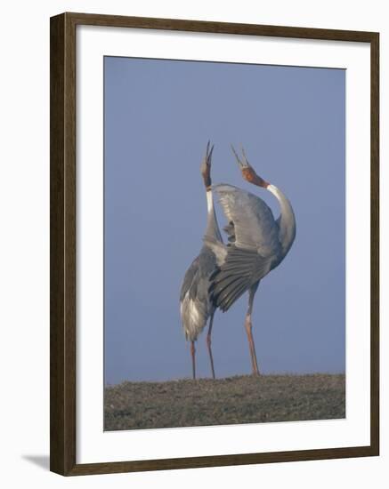 Sarus Cranes Pair Displaying, Unison Call, Keoladeo Ghana Np, Bharatpur, Rajasthan, India-Jean-pierre Zwaenepoel-Framed Photographic Print