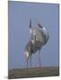 Sarus Cranes Pair Displaying, Unison Call, Keoladeo Ghana Np, Bharatpur, Rajasthan, India-Jean-pierre Zwaenepoel-Mounted Photographic Print