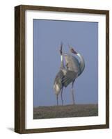 Sarus Cranes Pair Displaying, Unison Call, Keoladeo Ghana Np, Bharatpur, Rajasthan, India-Jean-pierre Zwaenepoel-Framed Photographic Print