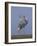 Sarus Cranes Pair Displaying, Unison Call, Keoladeo Ghana Np, Bharatpur, Rajasthan, India-Jean-pierre Zwaenepoel-Framed Photographic Print