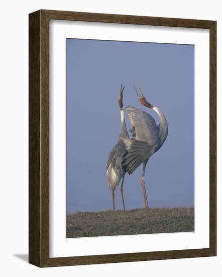 Sarus Cranes Pair Displaying, Unison Call, Keoladeo Ghana Np, Bharatpur, Rajasthan, India-Jean-pierre Zwaenepoel-Framed Photographic Print