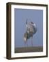 Sarus Cranes Pair Displaying, Unison Call, Keoladeo Ghana Np, Bharatpur, Rajasthan, India-Jean-pierre Zwaenepoel-Framed Photographic Print