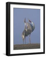 Sarus Cranes Pair Displaying, Unison Call, Keoladeo Ghana Np, Bharatpur, Rajasthan, India-Jean-pierre Zwaenepoel-Framed Photographic Print