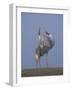 Sarus Cranes Pair Displaying, Unison Call, Keoladeo Ghana Np, Bharatpur, Rajasthan, India-Jean-pierre Zwaenepoel-Framed Photographic Print