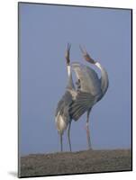 Sarus Cranes Pair Displaying, Unison Call, Keoladeo Ghana Np, Bharatpur, Rajasthan, India-Jean-pierre Zwaenepoel-Mounted Photographic Print