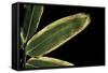 Sasa Veitchii (Kuma Bamboo Grass) - Leaf-Paul Starosta-Framed Stretched Canvas