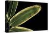 Sasa Veitchii (Kuma Bamboo Grass) - Leaf-Paul Starosta-Stretched Canvas