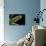 Sasa Veitchii (Kuma Bamboo Grass) - Leaf-Paul Starosta-Photographic Print displayed on a wall