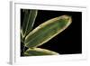 Sasa Veitchii (Kuma Bamboo Grass) - Leaf-Paul Starosta-Framed Photographic Print