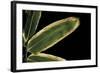 Sasa Veitchii (Kuma Bamboo Grass) - Leaf-Paul Starosta-Framed Photographic Print